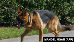 (FILES) Commander, anjing milik Presiden AS Joe Biden, berjalan di halaman selatan Gedung Putih di Washington, DC pada 9 Agustus 2022. (MANDEL NGAN / AFP)