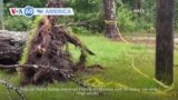 VOA60 America- Tropical Storm Debby slammed Florida on Monday with torrential rain and high winds