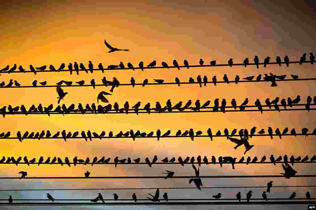 Swallows sit on electrical power lines at sunset in Eldorado dos Carajas, Para state, Brazil, April 19, 2023.