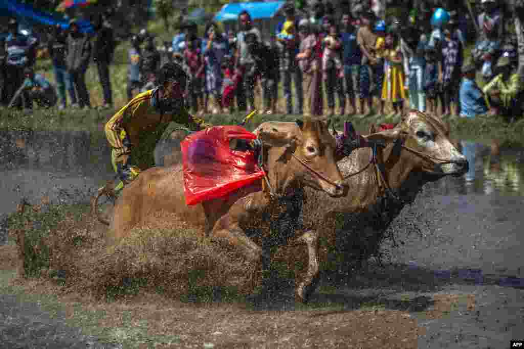 Учесник на традиционален настан за трки со бикови, локално наречен &bdquo;Karapan Sapi Brujul&ldquo; во Проболинго, Индонезија.