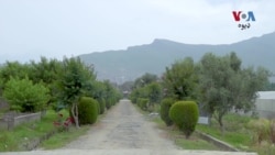 د زراعت ماهرین وايي د میوو مچانو مخنیوي لپاره د کېمیايي ‌سپری استعمال کم پکار دی
