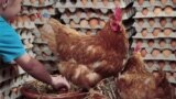 "Eggflation" Berlanjut, Disambut Wacana Vaksinasi Unggas hingga Pelihara Ayam Petelur