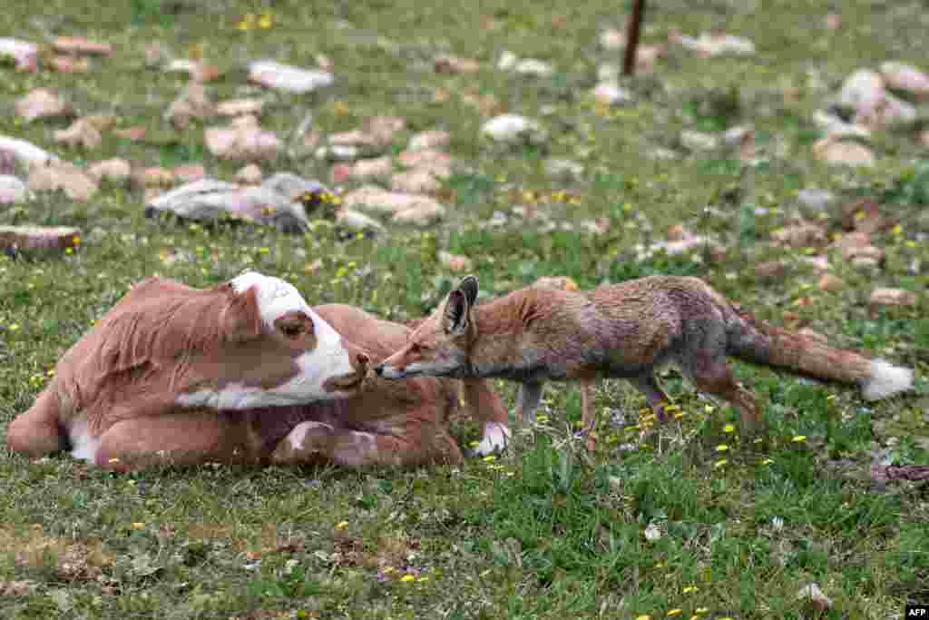 A fox sniffs a calf in a forest in the the Upper Galilee near Moshav Mattat in northern Israel.