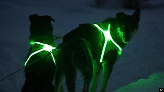 FILE - Lead dogs Magic, left, and his brother Geronimo, right, are illuminated during a run at dusk on the Beach Lake trails in Chugiak, Alaska, Jan. 23, 2024.