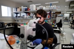 PhD student, Nir Livnat, works at the laboratory on models of an early-stage human embryo, in a laboratory at the Weizmann Institute of Science in Rehovot, Israel September 7, 2023. (REUTERS/Amir Cohen)