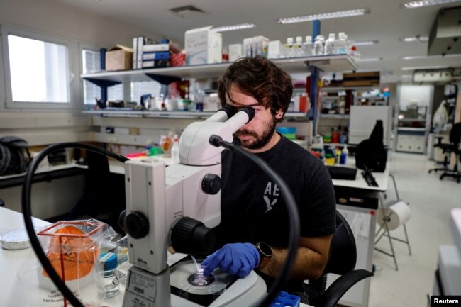 PhD student, Nir Livnat, works at the laboratory on models of an early-stage human embryo, in a laboratory at the Weizmann Institute of Science in Rehovot, Israel September 7, 2023. (REUTERS/Amir Cohen)