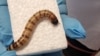 FILE - Zophobas morio, yang larvanya dikenal sebagai "superwom" (cacing super). (Christian Rinke / The University of Queensland / AFP)