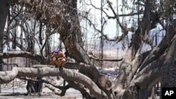 Seorang pria duduk di pohon beringin bersejarah Lahaina yang rusak akibat kebakaran hutan pada 11 Agustus 2023, di Lahaina, Hawaii. (Foto: AP)