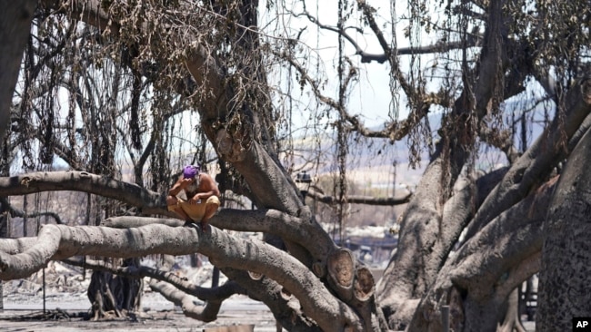 FILE - A man sits on the Lahaina historic banyan tree damaged by a wildfire on Aug. 11, 2023, in Lahaina, Hawaii.