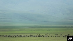 FILE - Cattle belonging to Maasai ethnic group graze in the highlands of Ngorongoro Conservation Area, northern Tanzania, Jan. 17, 2015.