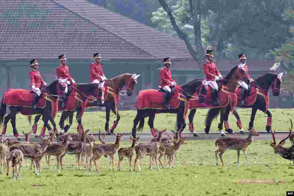 Deer watch as the mounted honor guard escorts the vehicle carrying Australia's Governor-General David Hurley at the Presidential Palace in Bogor, West Java, before his meeting with President Joko Widodo. 