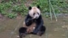 FILE - In this photo released by Xinhua News Agencym, giant panda Yun Chuan eats at the Bifengxia Panda Base of the China Conservation and Research Center for the Giant Panda in Yanan, southwest China's Sichuan Province on April 18, 2024.
