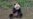 2 pandas en route from China to US under conservation partnership