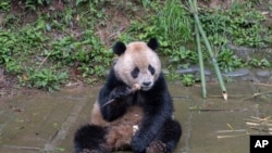 Panda bernama Yun Chuan tengah sibuk makan saat berada di pusat penelitian dan konservasi panda Bifengxia di Yanan, provinsi Sichuan, China, pada 18 April 2024. (Foto: Xue Chen/Xinhua via AP)