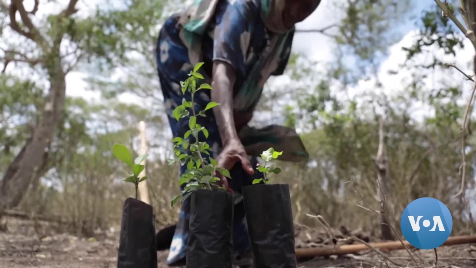  Kenya Enlists Mobile Technology to Help Improve Forest Cover 