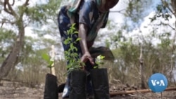  Kenya Enlists Mobile Technology to Help Improve Forest Cover 