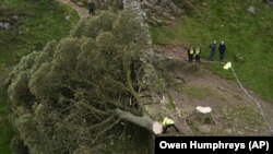 Árvore bi-centenária Sycamore Gap da Muralha de Adriano no Norte de Inglaterra derrubada
