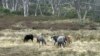 Kuda-kuda liar (brumby) berdiri di lapangan terbuka Taman Nasional Kosciuszko, New South Wales, Australia, Minggu, 20 Mei 2018. (Perusahaan Penyiaran Australia via AP)