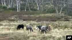 Kuda-kuda liar (brumby) berdiri di lapangan terbuka Taman Nasional Kosciuszko, New South Wales, Australia, Minggu, 20 Mei 2018. (Perusahaan Penyiaran Australia via AP)