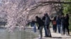 People take photographs of cherry blossom trees that have begun to bloom on March 20, 2023, along the tidal basin in Washington, on the first day of the National Cherry Blossom Festival. (AP Photo/Jacquelyn Martin)
