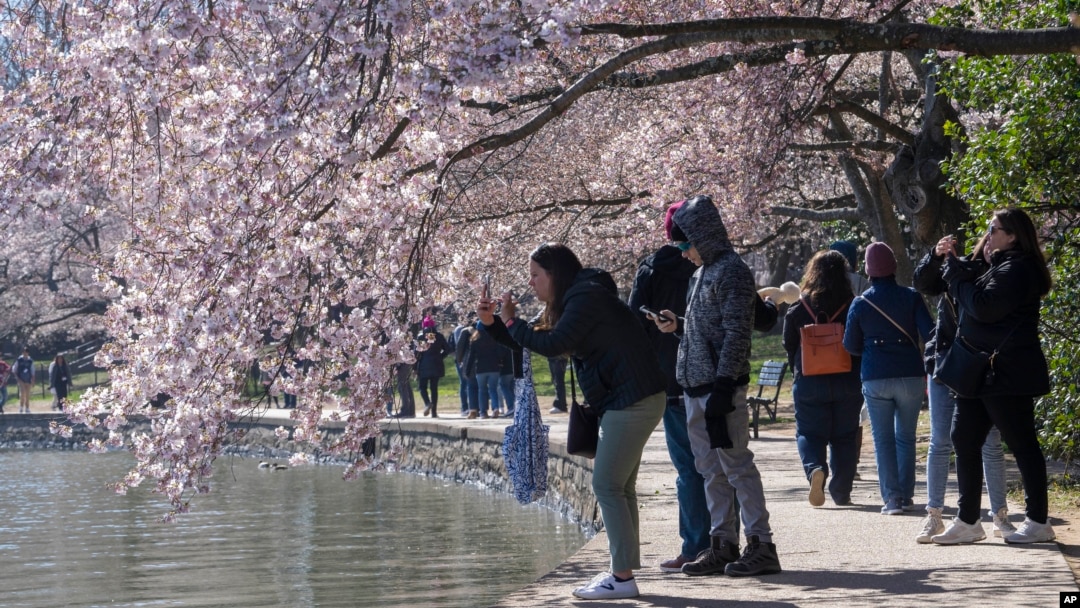 National Cherry Blossom Festival 2023 in Washington, D.C. - Dates