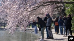 People take photographs of cherry blossom trees that have begun to bloom on March 20, 2023, along the tidal basin in Washington, on the first day of the National Cherry Blossom Festival. (AP Photo/Jacquelyn Martin)
