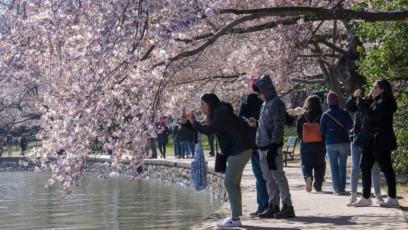 Care, ‘Magic’ Help Cherry Blossom in Washington