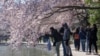 Para pejalan kaki memotret pohon sakura yang mulai mekar, di kawasan Tidal Basin, Washington, D.C., pada hari pertama Festival Bunga Sakura Nasional, Senin, 20 Maret 2023. (AP/Jacquelyn Martin)