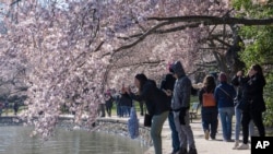 Para pejalan kaki memotret pohon sakura yang mulai mekar, di kawasan Tidal Basin, Washington, D.C., pada hari pertama Festival Bunga Sakura Nasional, Senin, 20 Maret 2023. (AP/Jacquelyn Martin)