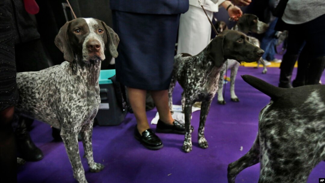 Westminster dog show hot sale german shorthaired pointer