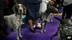 FILE - German shorthaired pointers wait to enter the ring during the 142nd Westminster Kennel Club Dog Show in New York, Tuesday, Feb. 13, 2018.