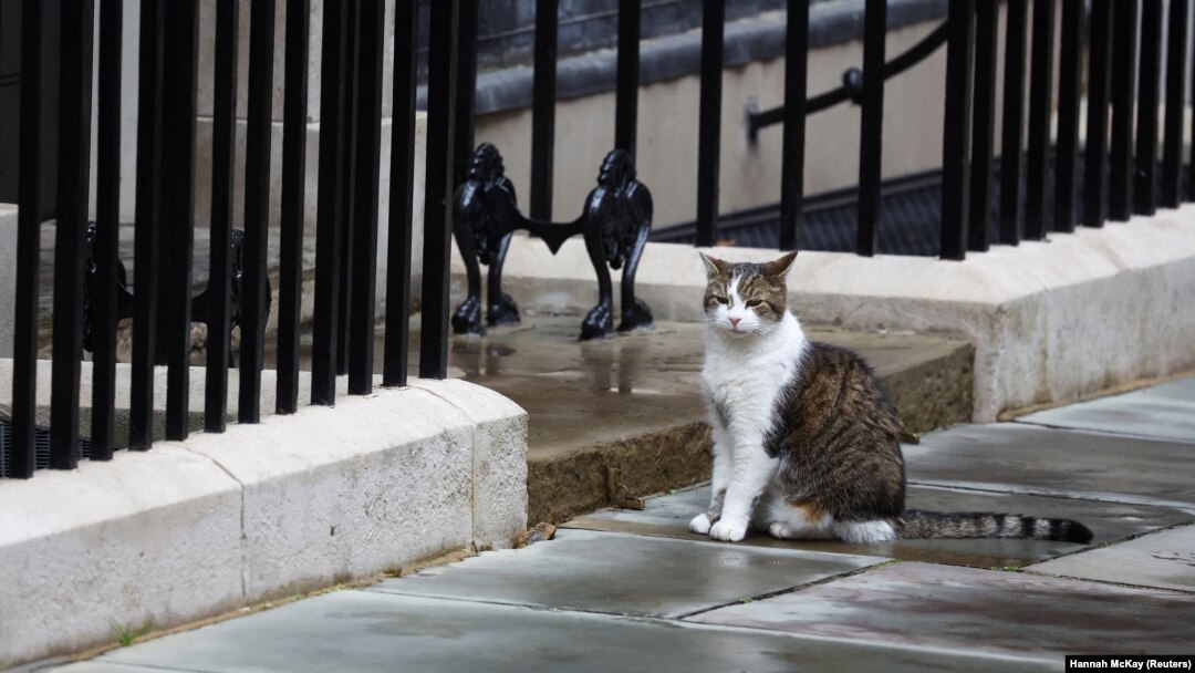 Larry si kucing tampak duduk di Downing Street, London, Inggris, 5 Juli 2024. (Foto: REUTERS/Hannah McKay)