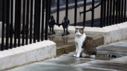 Larry si kucing tampak duduk di Downing Street, London, Inggris, 5 Juli 2024. (Foto: REUTERS/Hannah McKay)