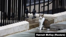 Larry si kucing tampak duduk di Downing Street, London, Inggris, 5 Juli 2024. (Foto: REUTERS/Hannah McKay)