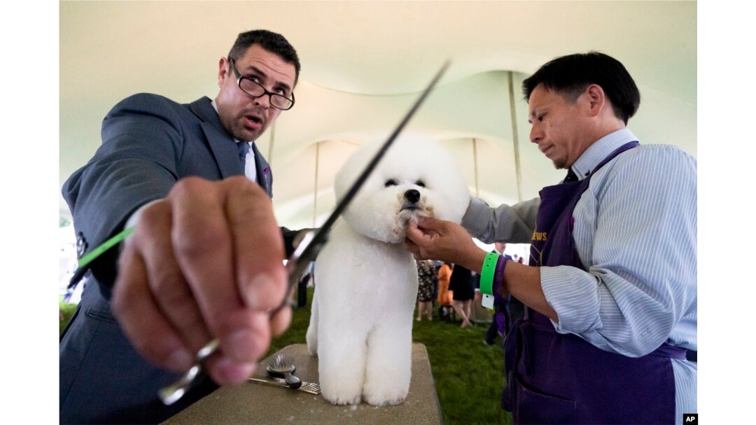 FILE - A bichon frise is groomed in the staging area in the tented judging area at the 145th Annual Westminster Kennel Club Dog Show, Saturday, June 12, 2021, in Tarrytown, N.Y.