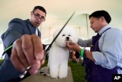 FILE - A bichon frise is groomed in the staging area in the tented judging area at the 145th Annual Westminster Kennel Club Dog Show, Saturday, June 12, 2021, in Tarrytown, N.Y.