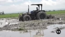 Smallholding Farmers in Kenya Hop on Tractors, See Profits Rise
