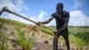 Un hombre cosecha vetiver en un campo en Les Cayes, al sur de Haití, el 29 de mayo de 2023. Los productores se ganan la vida cosechando vetiver y vendiéndolo a fábricas de aceite esencial por 1.000 gourdes haitianos (unos 7,12 dólares) por paquete.