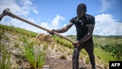 Un hombre cosecha vetiver en un campo en Les Cayes, al sur de Haití, el 29 de mayo de 2023. Los productores se ganan la vida cosechando vetiver y vendiéndolo a fábricas de aceite esencial por 1.000 gourdes haitianos (unos 7,12 dólares) por paquete.
