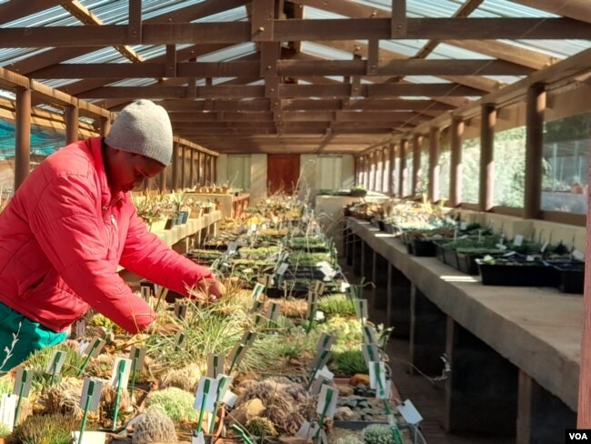 A researcher tends to succulents at a warehouse in the Succulent Karoo in the Western Cape, where plants seized from traffickers are taken, May 16, 2023. (Kate Bartlett/VOA)