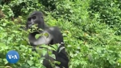 RDC: les affrontements armée-M23 ont aussi un impact sur la faune et la flore