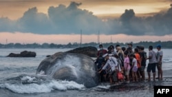 Warga mengelilingi bangkai paus sperma (Physeter Macrocephalus) yang terdampar di pantai Yeh Malet, Klungkung, 5 April 2023. (DICKY BISINGLASI/AFP)