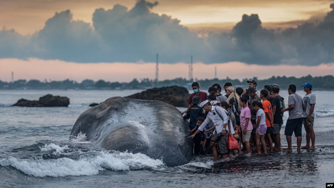 Warga melihat bangkai paus sperma (Physeter Macrocephalus) yang terdampar di Pantai Yeh Malet, Klungkung, pada 5 April 2023. (Foto: AFP)
