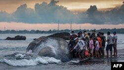 Warga melihat bangkai paus sperma (Physeter Macrocephalus) yang terdampar di Pantai Yeh Malet, Klungkung, pada 5 April 2023. (Foto: AFP)