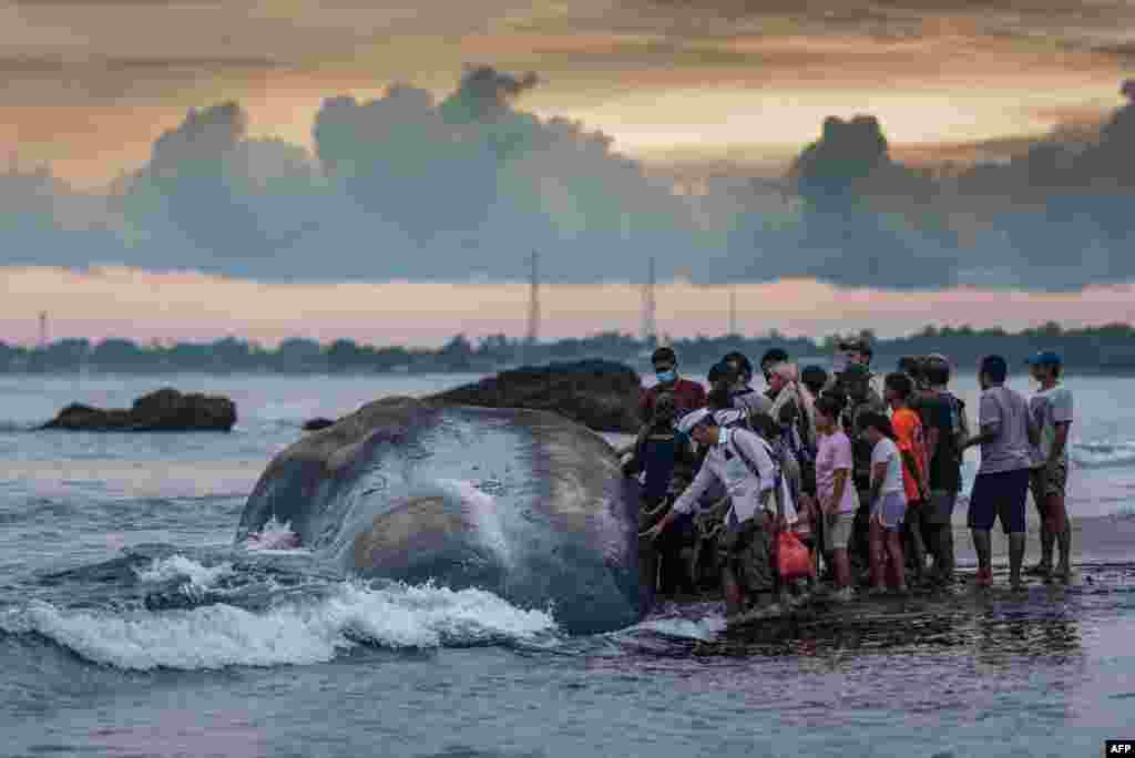 Villagers look at a dead sperm whale that was stranded at Yeh Malet beach, in Klungkung, Indonesia.