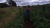 Zimbabwe farmer Olive Mguni's tomatoe crop