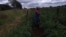 Zimbabwe farmer Olive Mguni's tomatoe crop