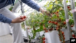 FILE - Yin Zhongchao, senior principal investigator, pulls tomatoes growing on a vine at Temasek Lifesciences Laboratory in Singapore, July 17, 2023. 