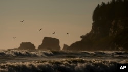 FILE - Pelicans fly near the shore as waves from the Pacific Ocean roll in on May 14, 2024, on the Quinault reservation in Taholah, Wash. Coastal tribes in the Pacific Northwest face some of the most severe effects of climate change, a new report says. 