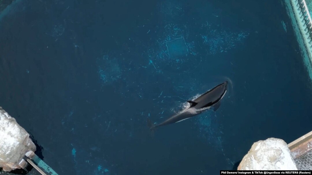 Kiska, orca atau paus pembunuh terakhir di Kanada, berenang di penangkaran di Air Terjun Niagara, Ontario, Kanada, 6 Februari 2023. (Foto: Phil Demers/ Instagram & TikTok @UrgenSeas via REUTERS)